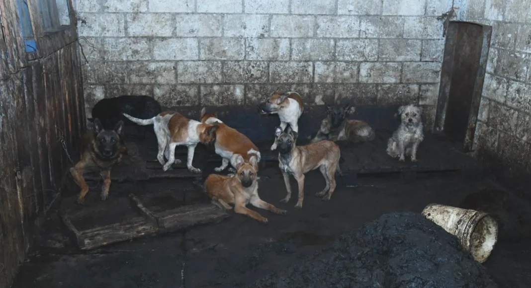 Rescatan a 100 perros en Mexicaltzingo por venta de carne