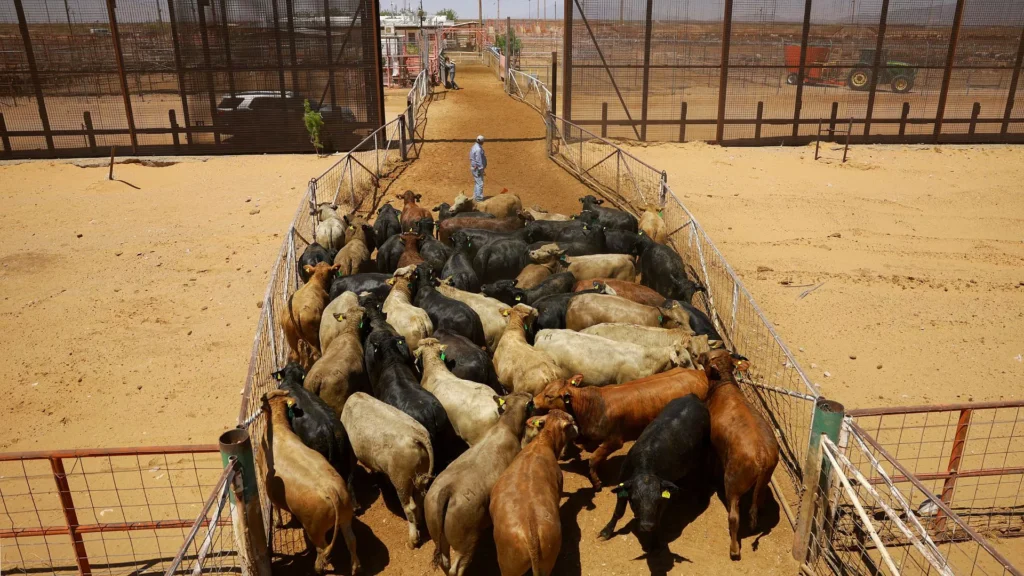 Sader refuerza control para evitar brote de gusano en el norte