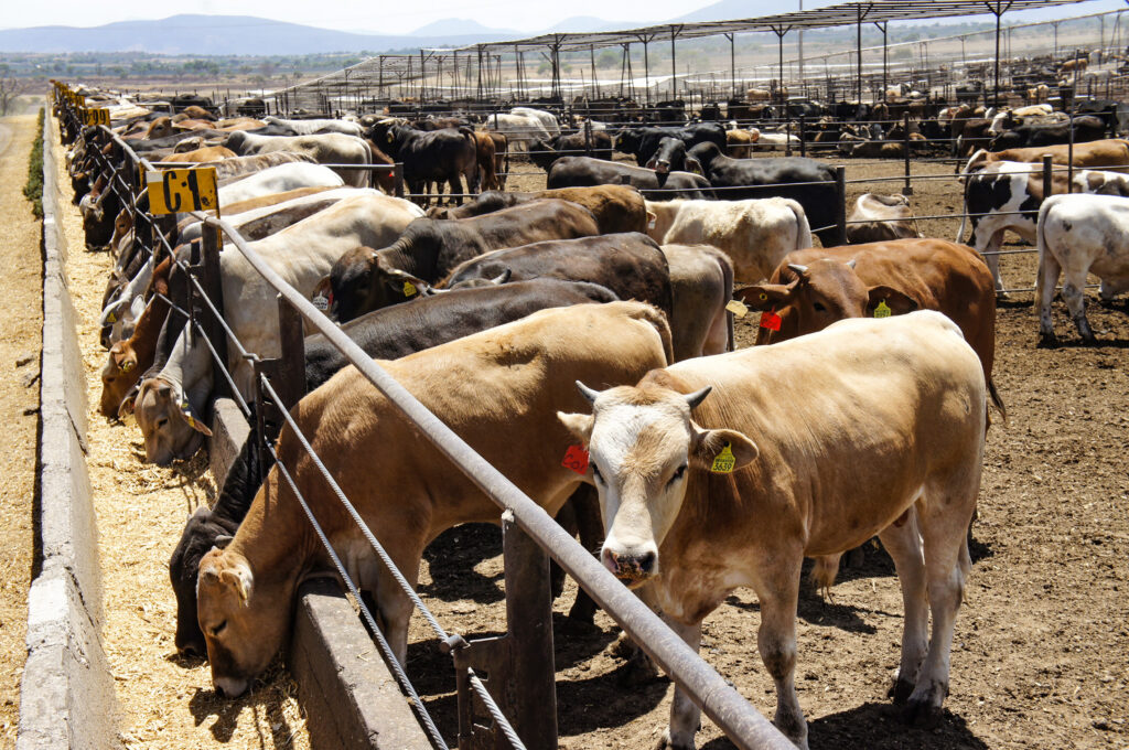 EU mantiene en suspenso a México tras veto al ganado vivo