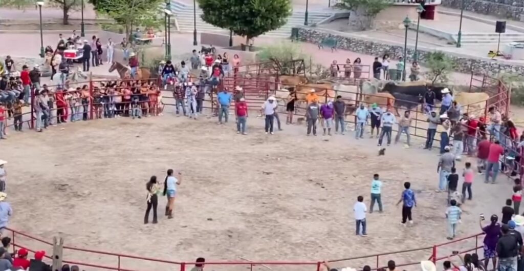 Investigan maltrato a gatos en Xichú; piden justicia ya