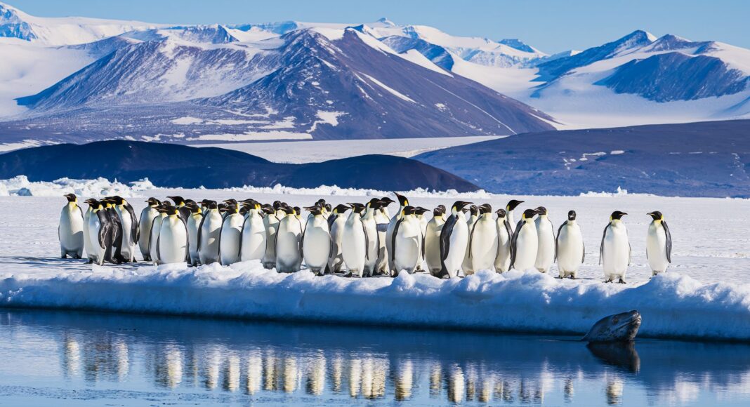 Población de pingüinos emperadores cae 22% por el cambio climático