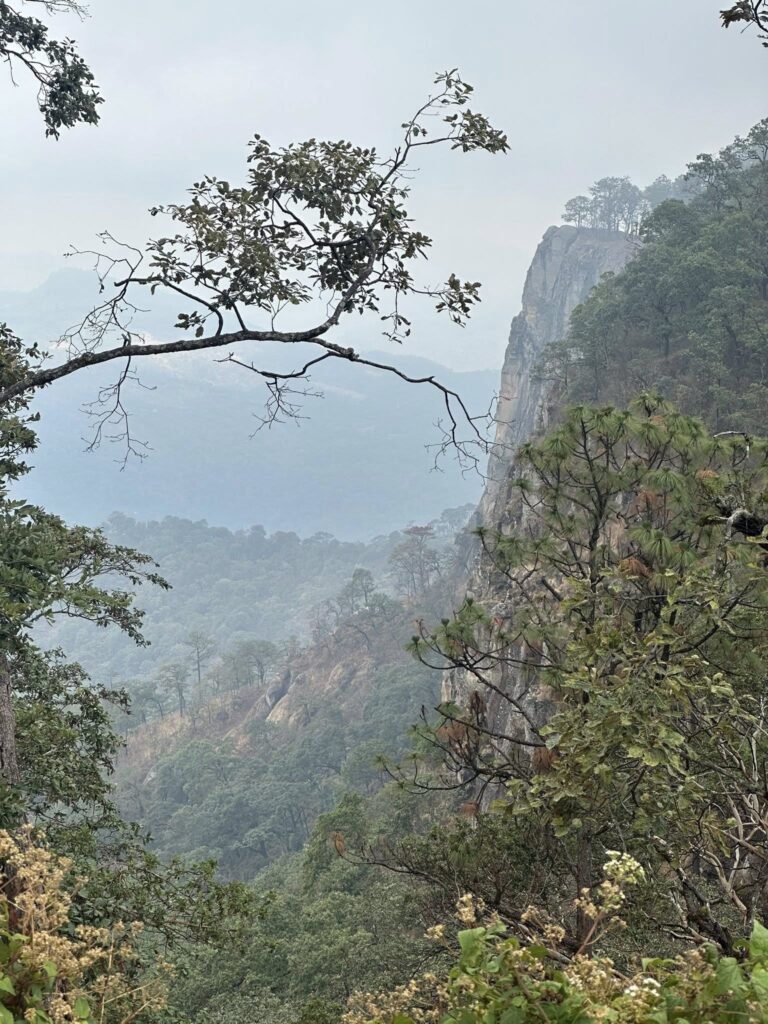Comunidad Wixárica logra frenar tala en bosque sagrado