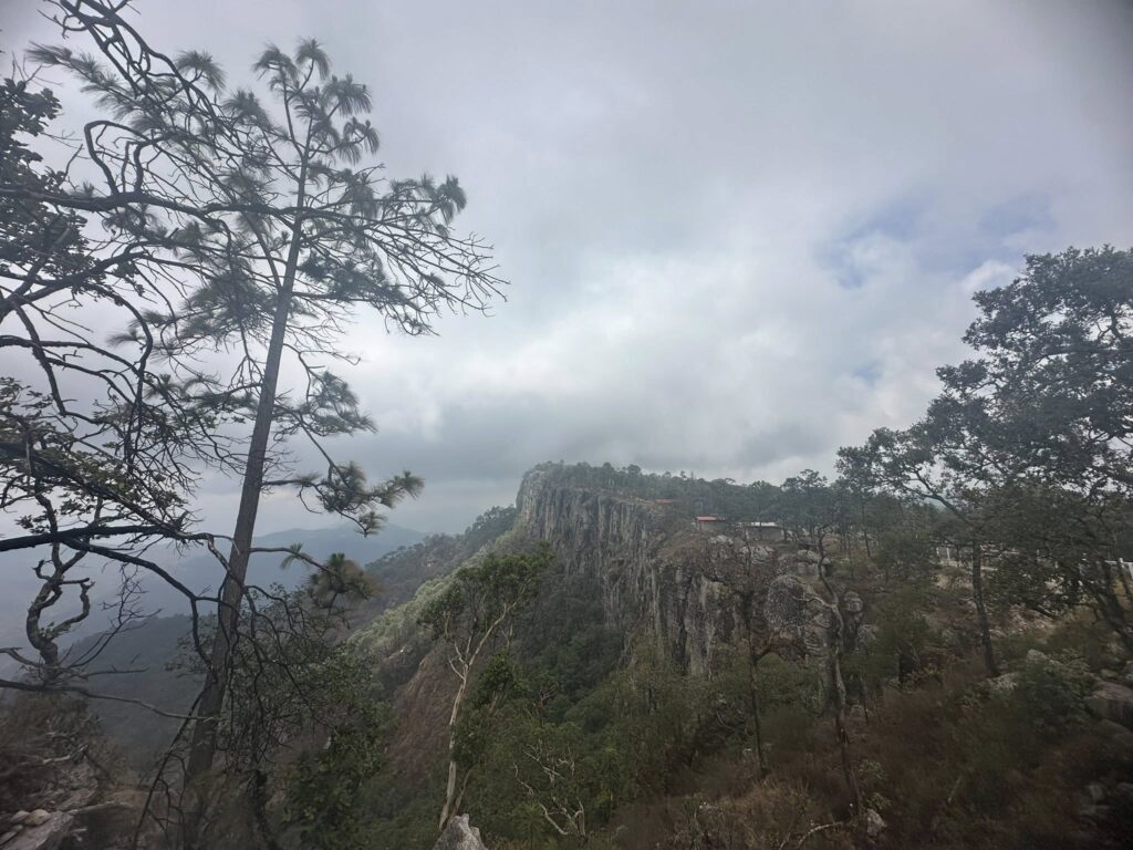 Comunidad Wixárica logra frenar tala en bosque sagrado