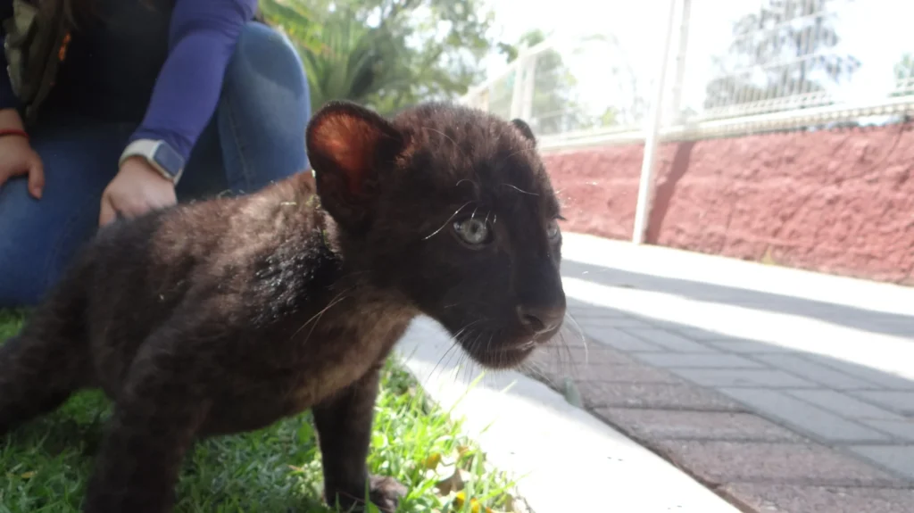 Nace leopardo melánico en el Zoológico de Irapuato