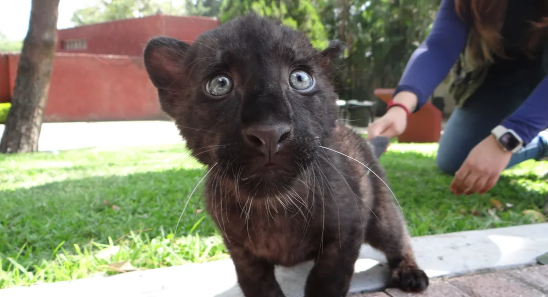 Nace leopardo melánico en el Zoológico de Irapuato