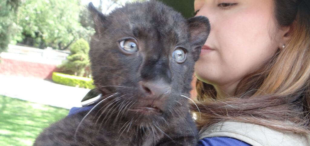 Nace leopardo melánico en el Zoológico de Irapuato