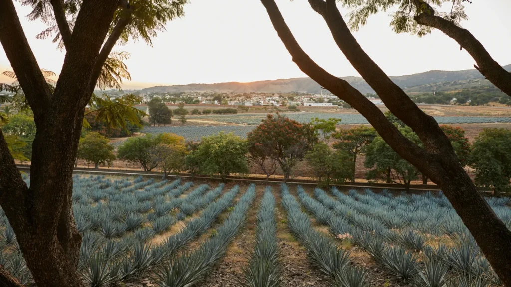 Tequila: motor económico y símbolo de identidad nacional