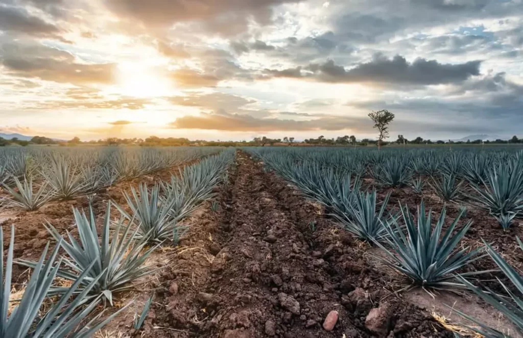 Tequila: motor económico y símbolo de identidad nacional