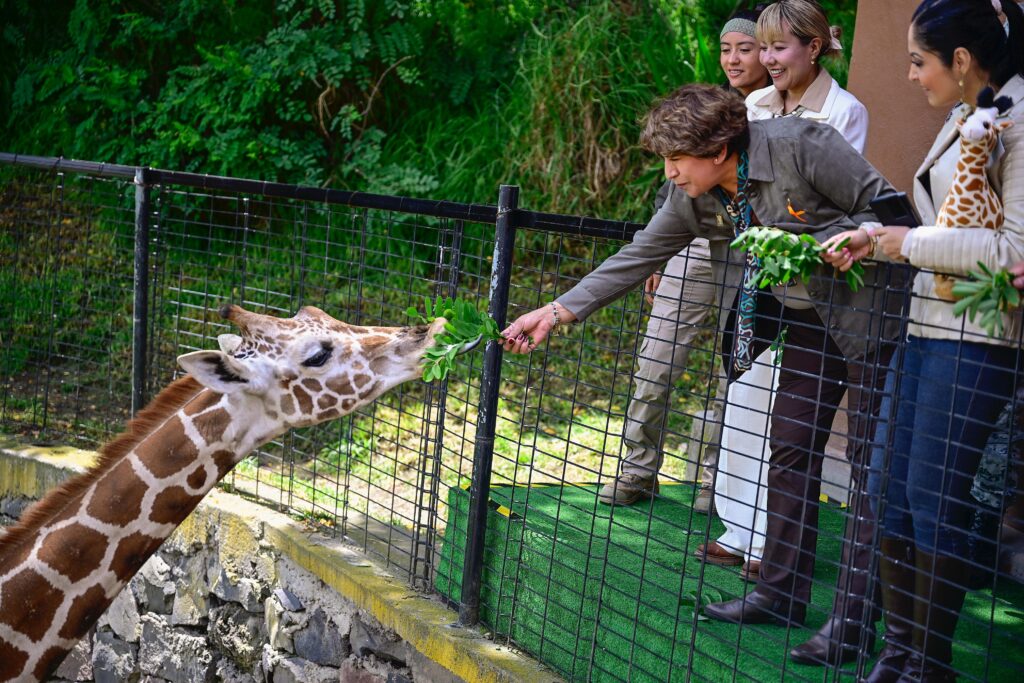 Llega Cosmo a Zacango: nueva jirafa refuerza conservación