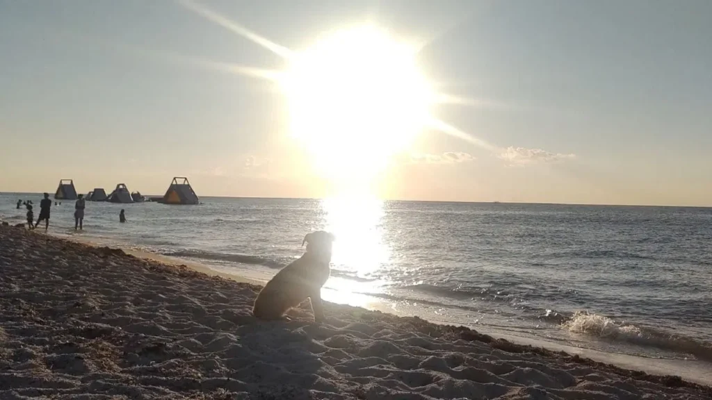 Cierran playas en Solidaridad tras avistar cría de tiburón
