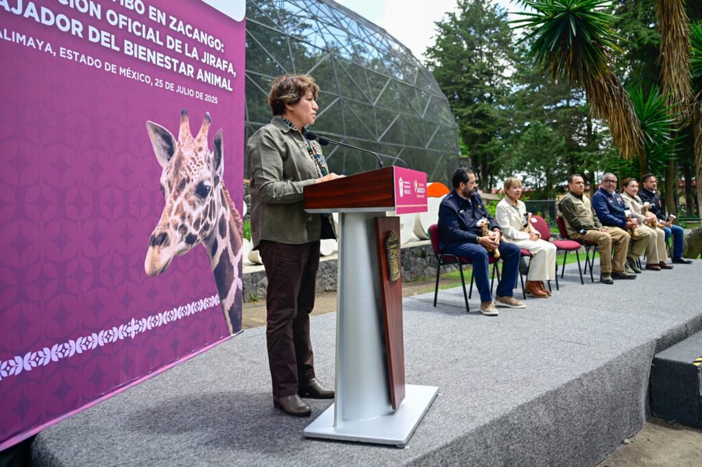 Llega Cosmo a Zacango: nueva jirafa refuerza conservación