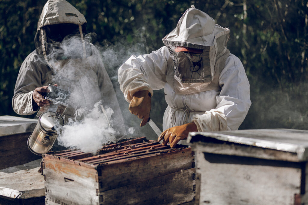 Gobierno refuerza protección de abejas y apicultura