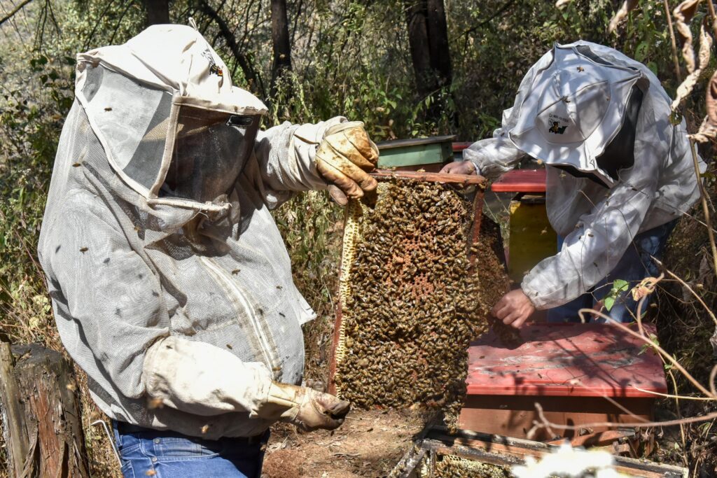 Gobierno refuerza protección de abejas y apicultura