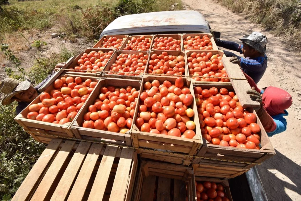 Productores de jitomate piden precio mínimo ante arancel de EU