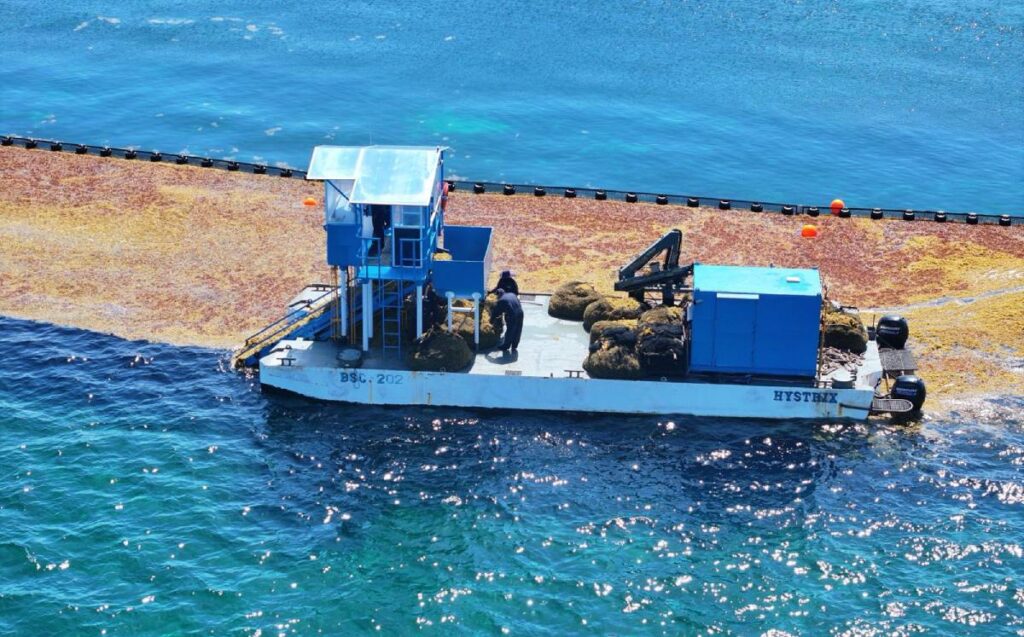 Semar recolecta 300 toneladas de sargazo en Quintana Roo