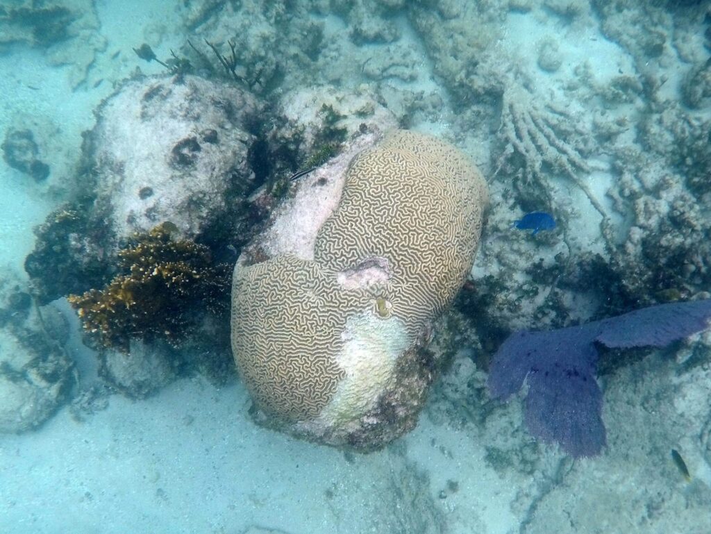 Arrecifes del Caribe mexicano pierden su capacidad de proteger las costas