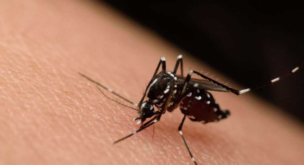 Aumentan casos de dengue en México: 48 fallecidos en 2025