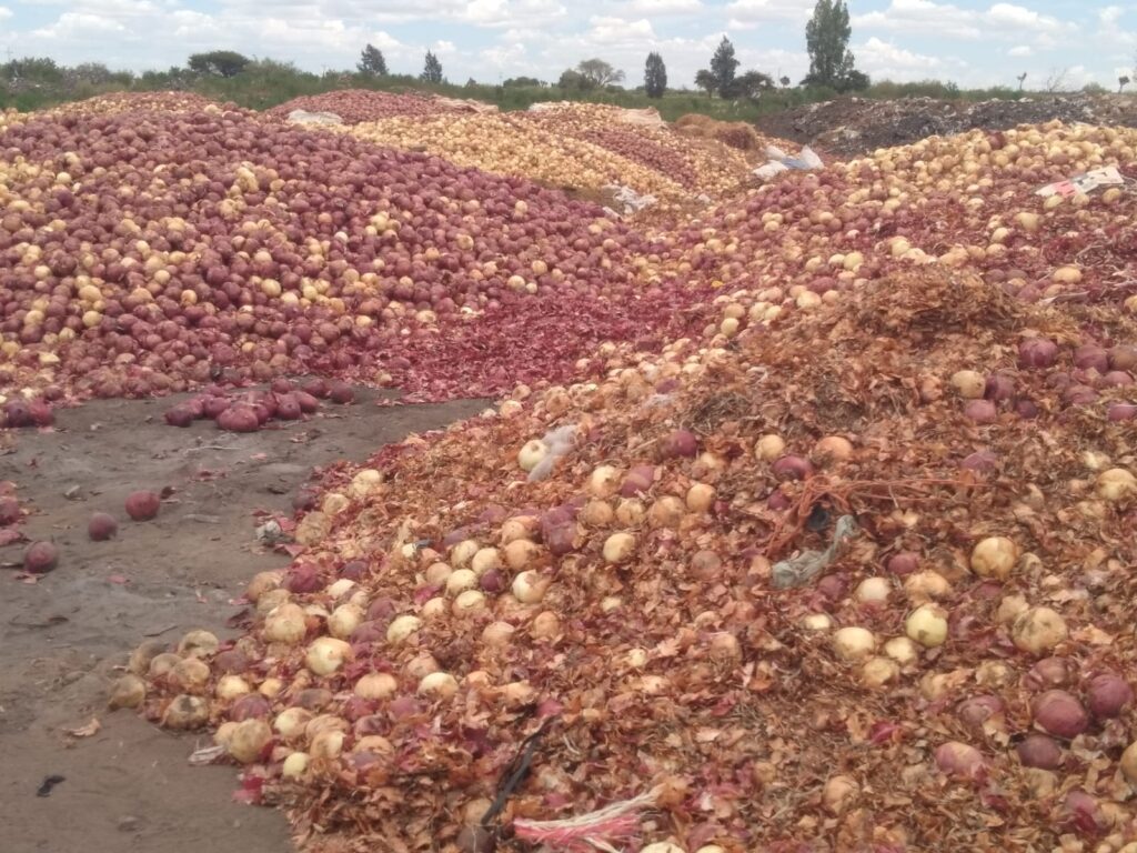 Campesinos de Zacatecas tiran toneladas de cebolla por desplome en precios