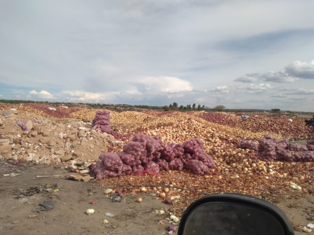 Campesinos de Zacatecas tiran toneladas de cebolla por desplome en precios