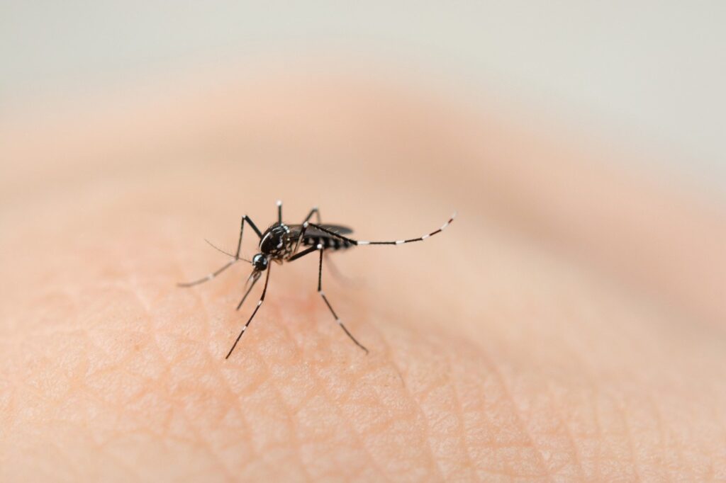 Aumentan casos de dengue en México: 48 fallecidos en 2025