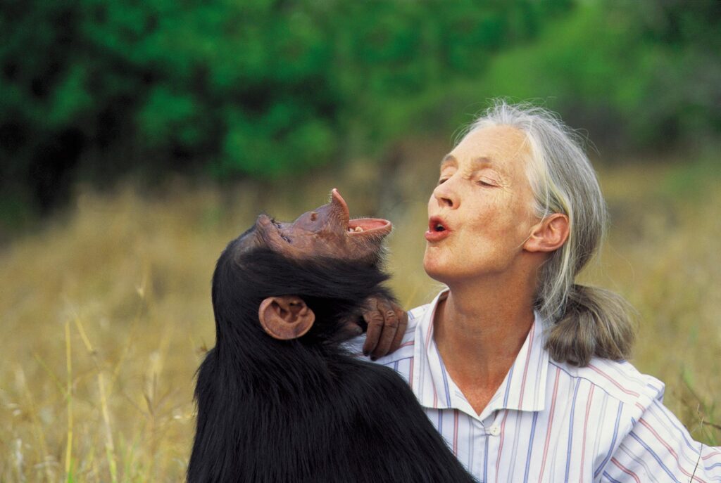 Muere Jane Goodall, pionera en el estudio de chimpancés, a los 91 años