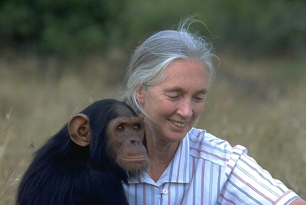 Muere Jane Goodall, pionera en el estudio de chimpancés, a los 91 años