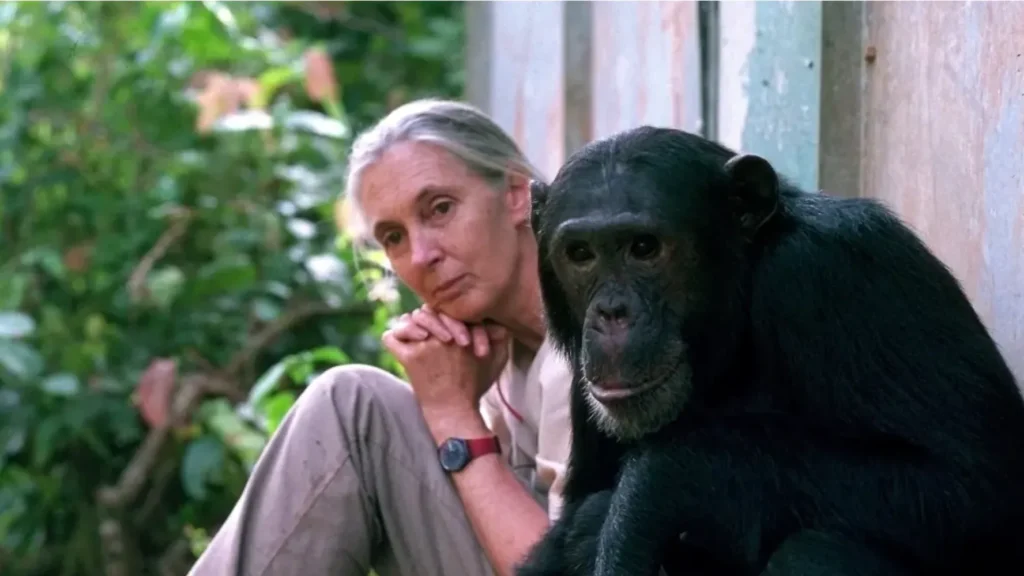 Muere Jane Goodall, pionera en el estudio de chimpancés, a los 91 años