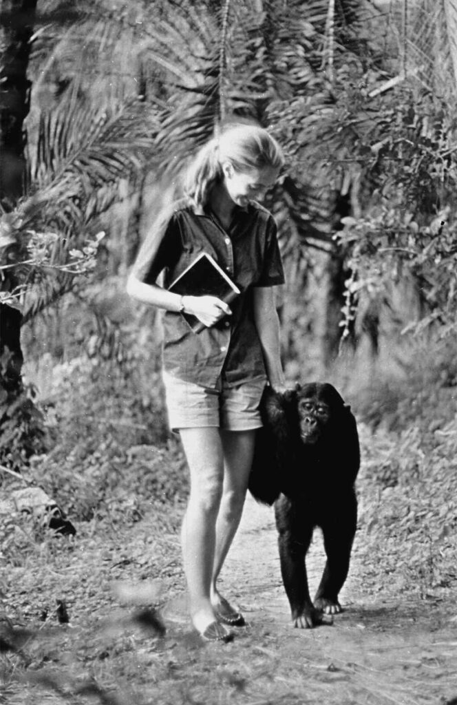Muere Jane Goodall, pionera en el estudio de chimpancés, a los 91 años