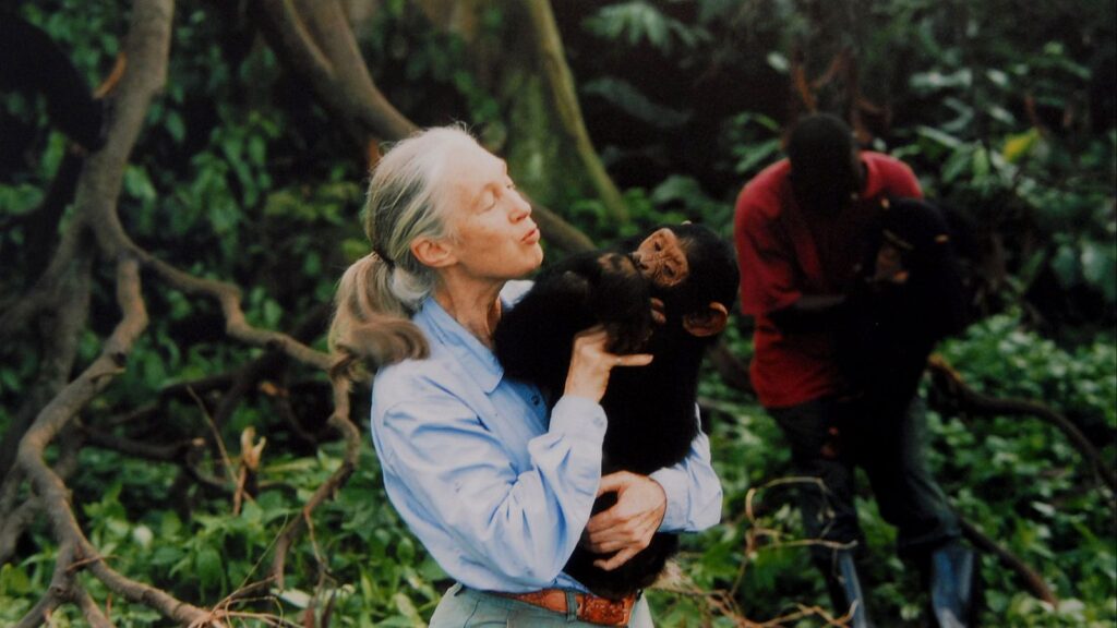 Muere Jane Goodall, pionera en el estudio de chimpancés, a los 91 años