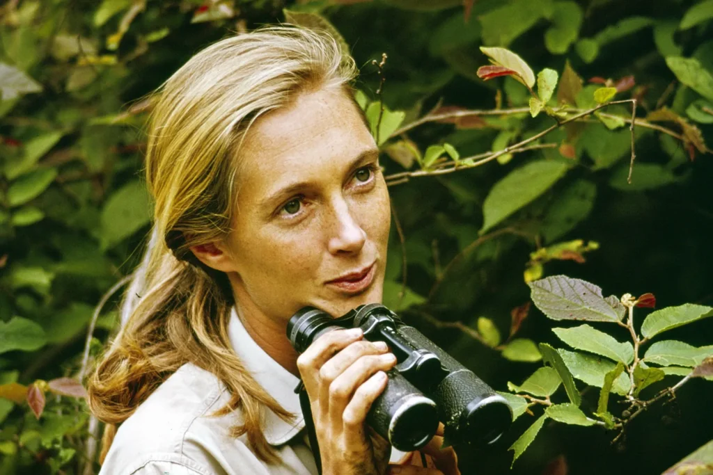 Muere Jane Goodall, pionera en el estudio de chimpancés, a los 91 años