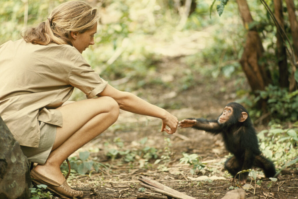 Muere Jane Goodall, pionera en el estudio de chimpancés, a los 91 años