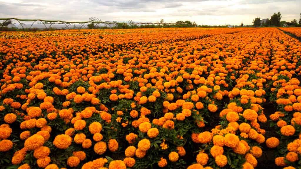 CDMX inicia venta récord de flor de cempasúchil