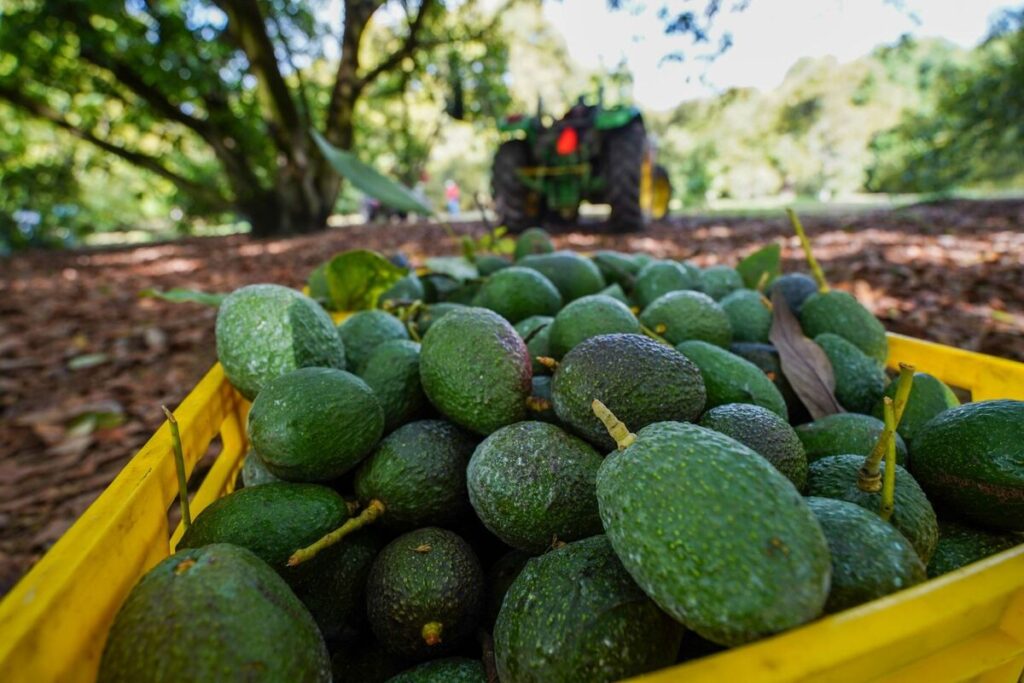 Productores de EU piden imponer barreras al aguacate mexicano