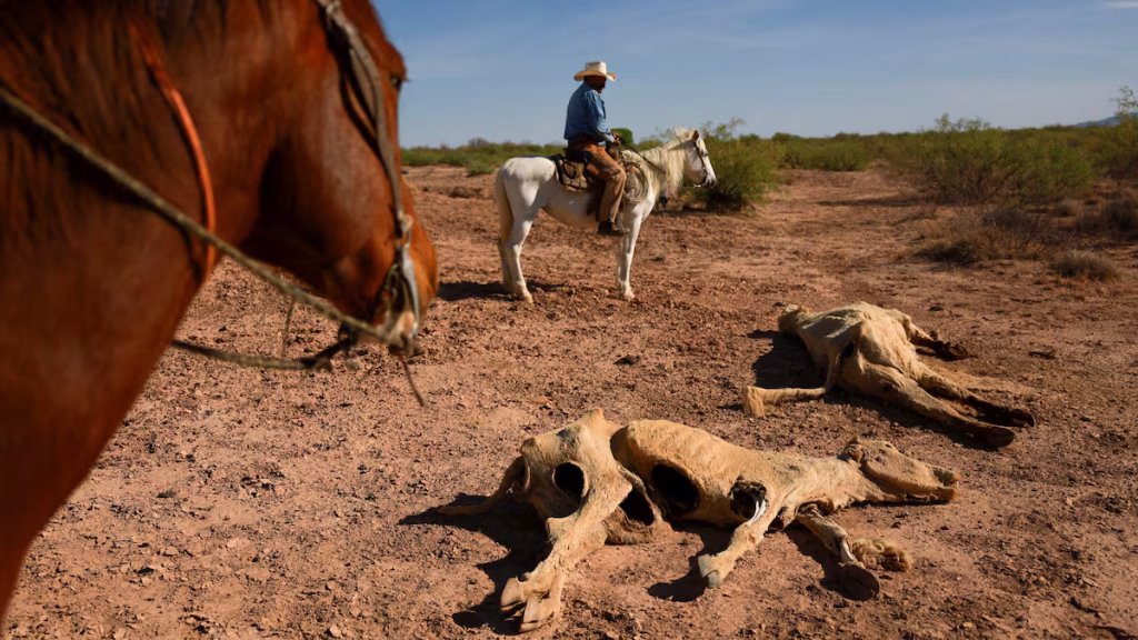 Ocho de cada diez mexicanos perciben efectos del cambio climático