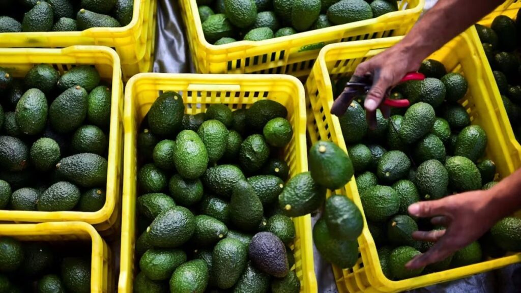 Productores de EU piden imponer barreras al aguacate mexicano