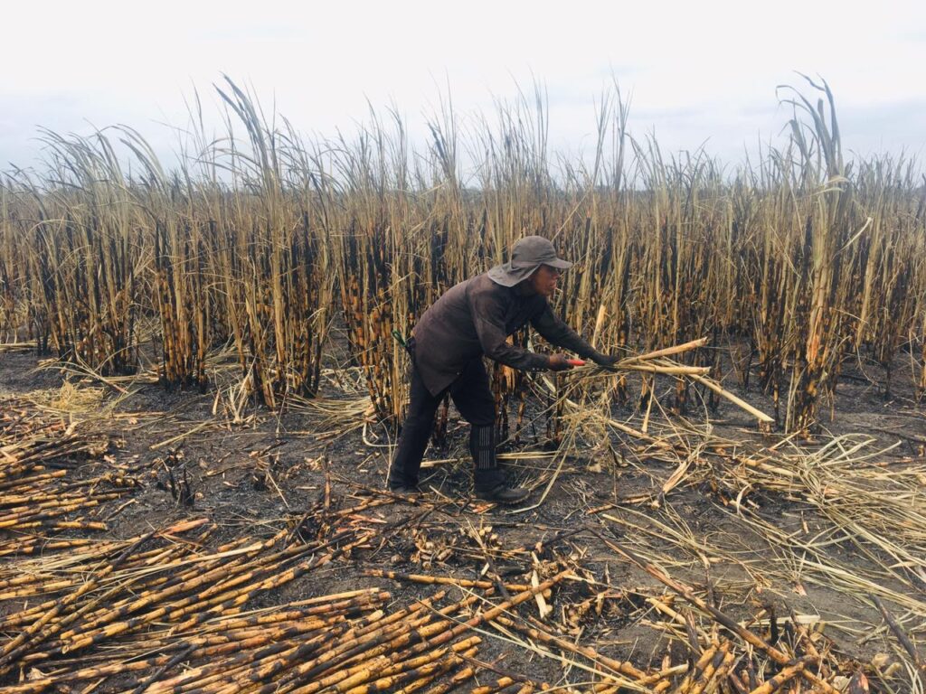 México eleva arancel al azúcar para proteger a cañeros