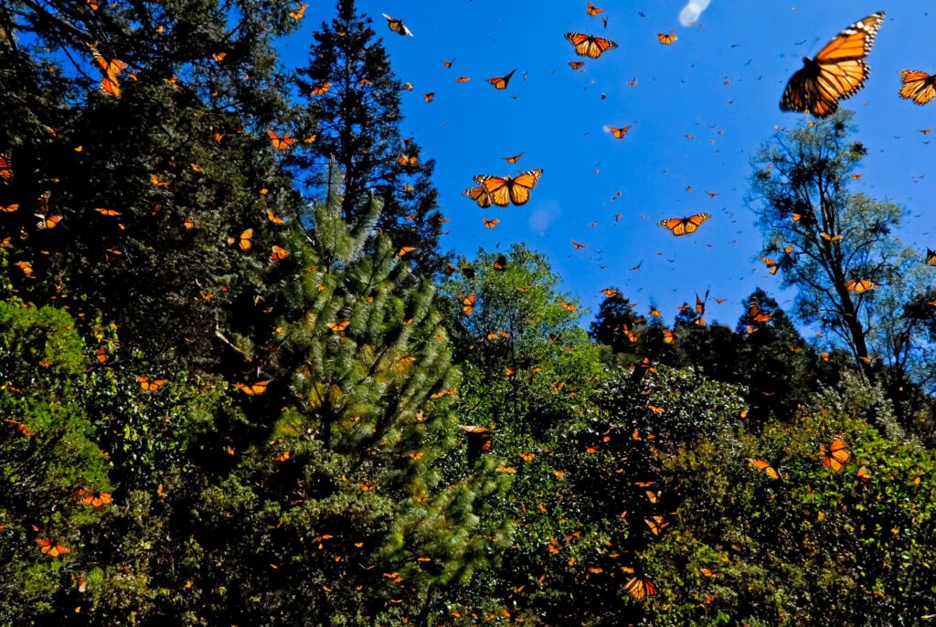 Trump retrasa decisión federal sobre protección a la mariposa monarca