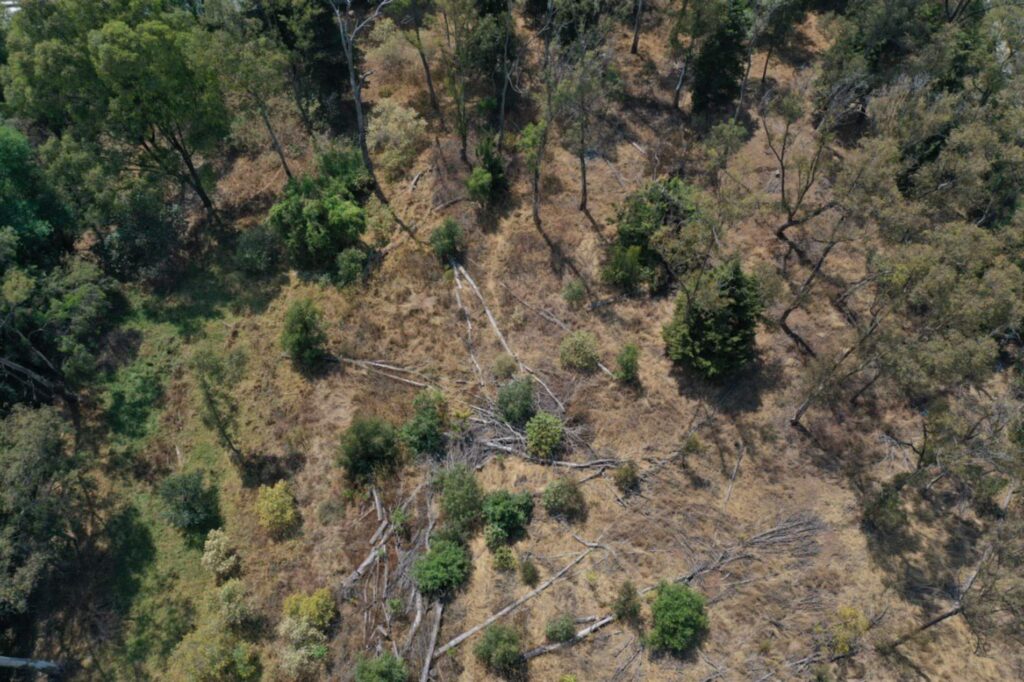 Minera Feldmex busca desmontar 10 hectáreas de bosque en Zacatlán