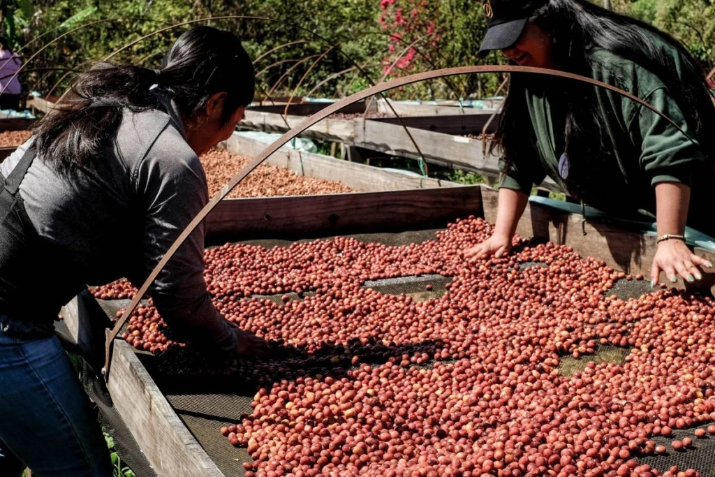 Caficultores ven insuficientes apoyos de Café Bienestar