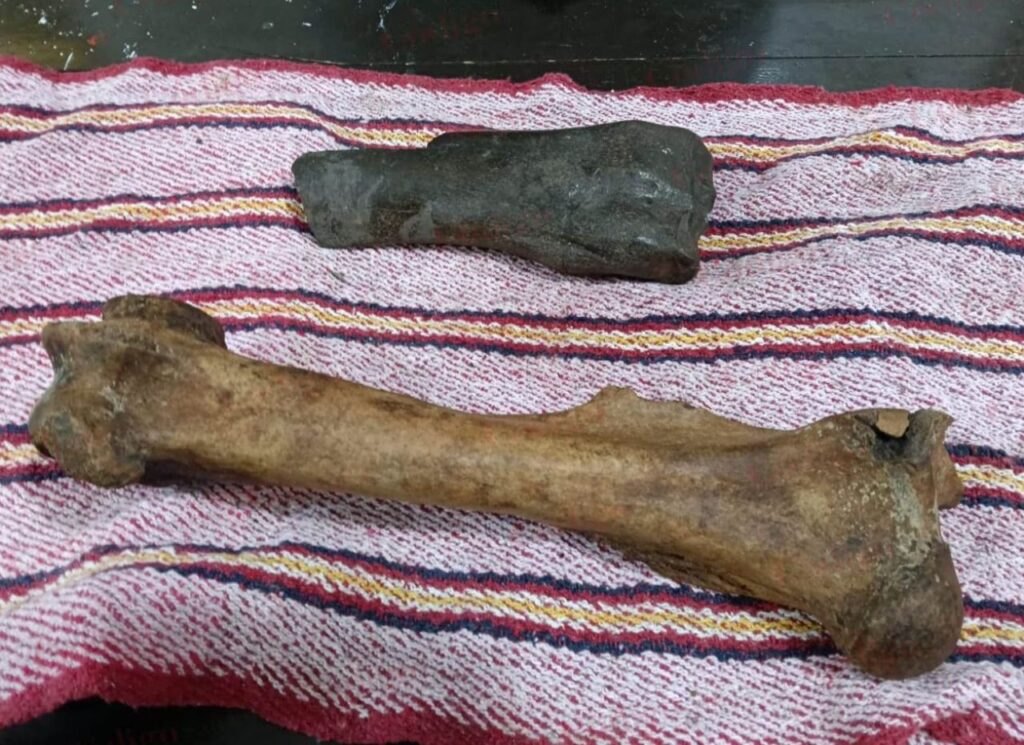 Hallan cueva con megafauna de la era de hielo en SLP