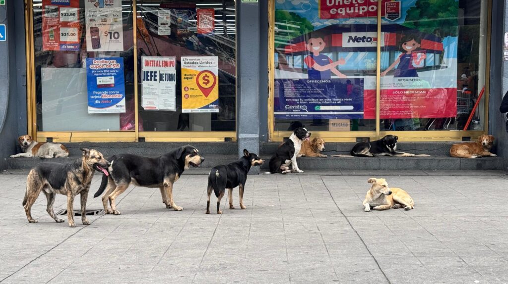 CDMX registra 1.2 millones de perros en situación de calle