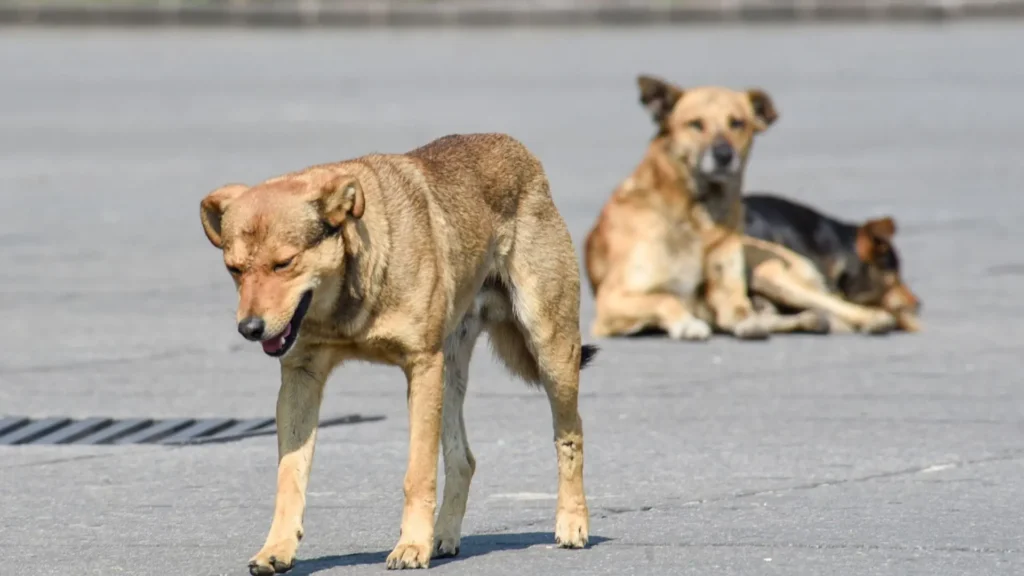 CDMX registra 1.2 millones de perros en situación de calle