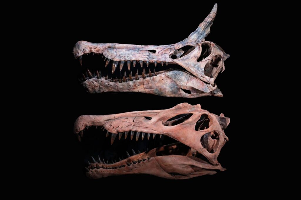 Nuevo Spinosaurus revela que no era totalmente acuático