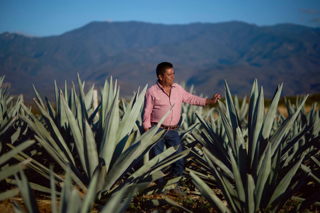 Boom del mezcal presiona bosques en Oaxaca