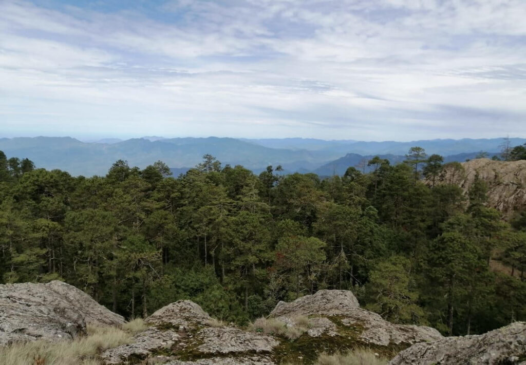Boom del mezcal presiona bosques en Oaxaca