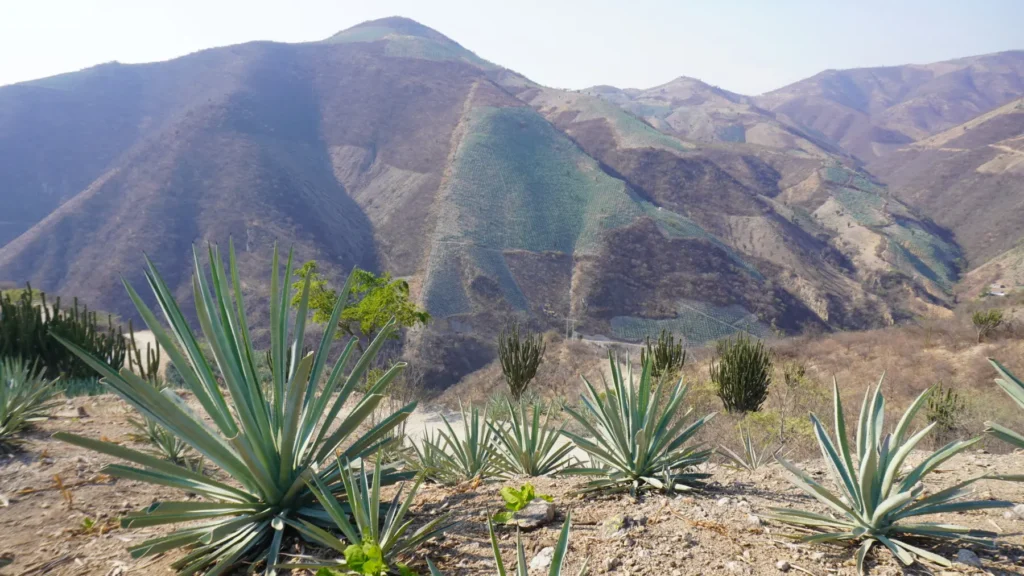 Boom del mezcal presiona bosques en Oaxaca