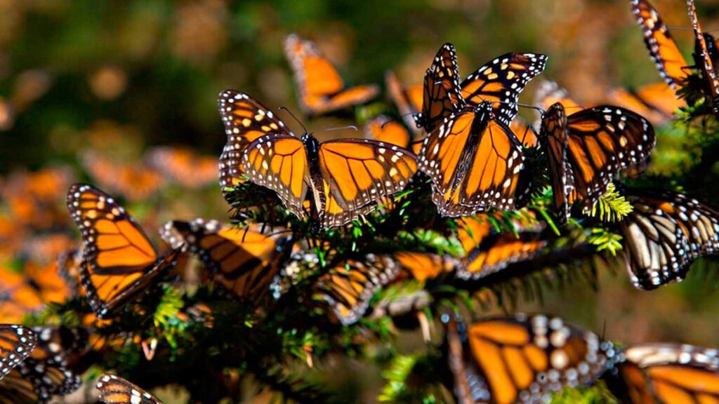 Aumenta 64% presencia de mariposa monarca