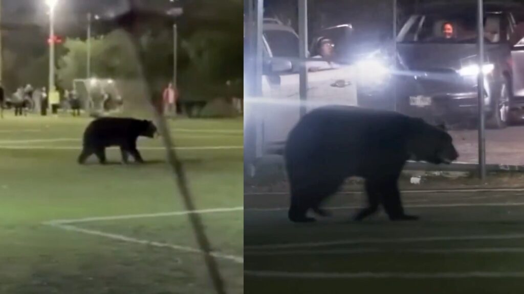 Oso negro irrumpe en entrenamiento infantil en NL