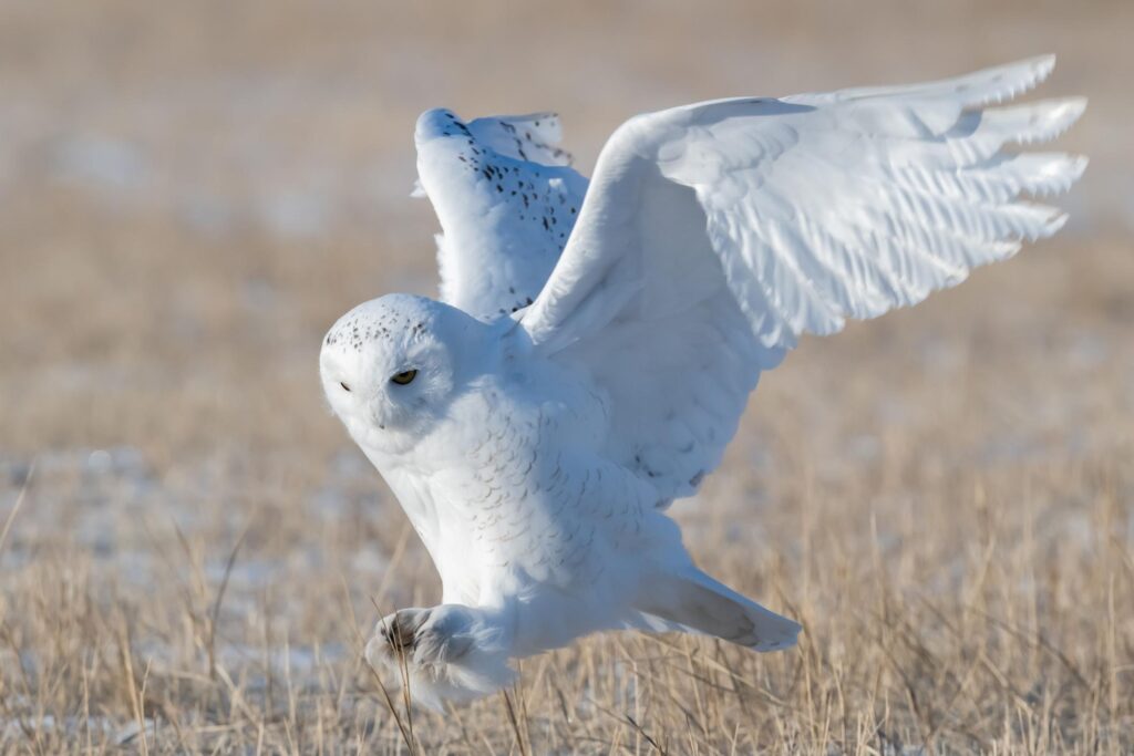 ONU protege 40 nuevas especies migratorias en COP15