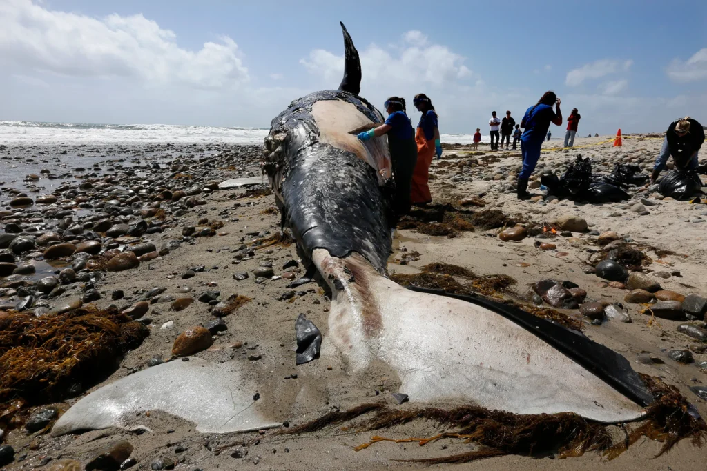 Muere ballena gris tras nadar río arriba en EU